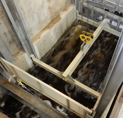 Sturgeon move in an elevator up about 20 feet into a holding tank