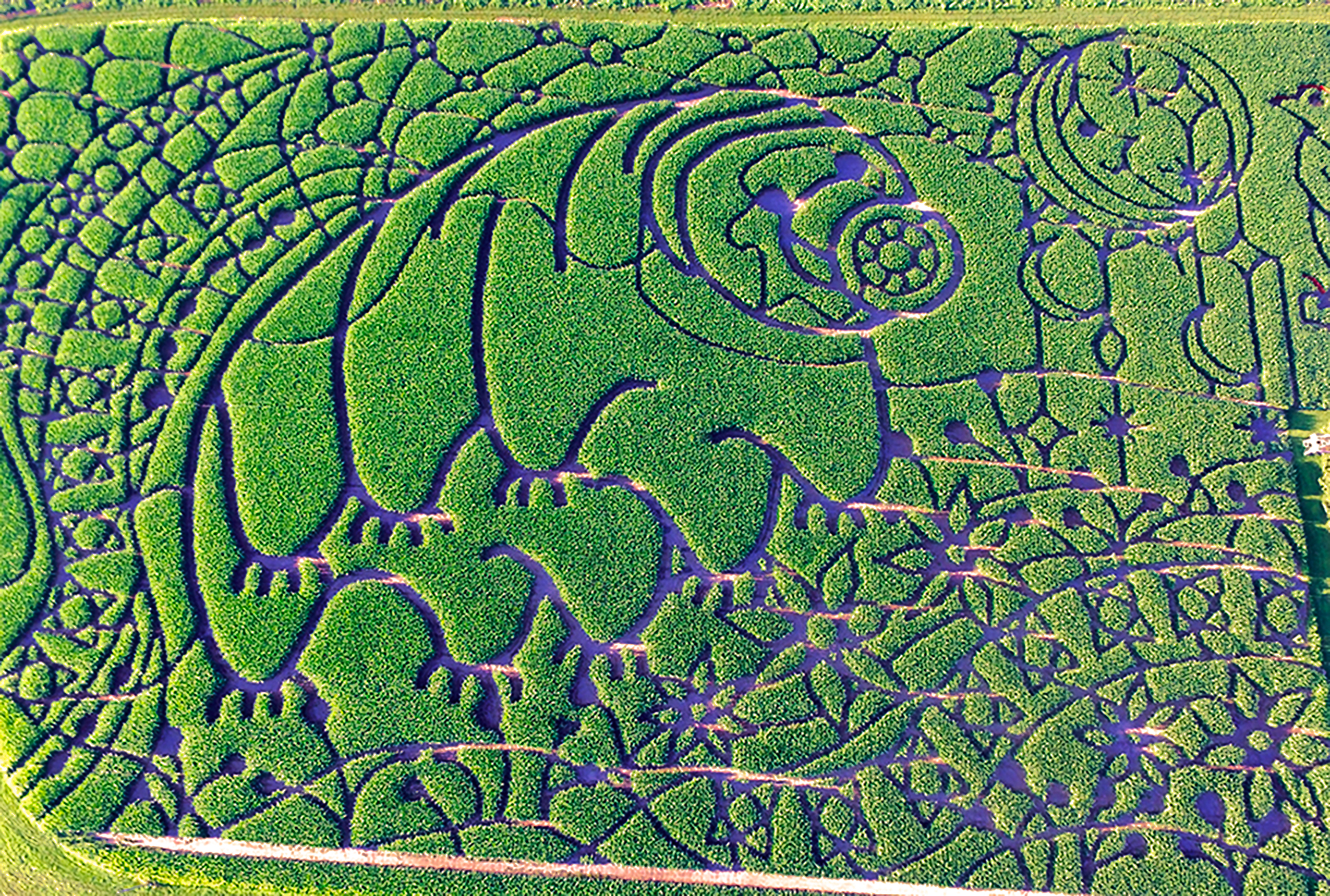 Tardigrade corn maze on Treinen Farm