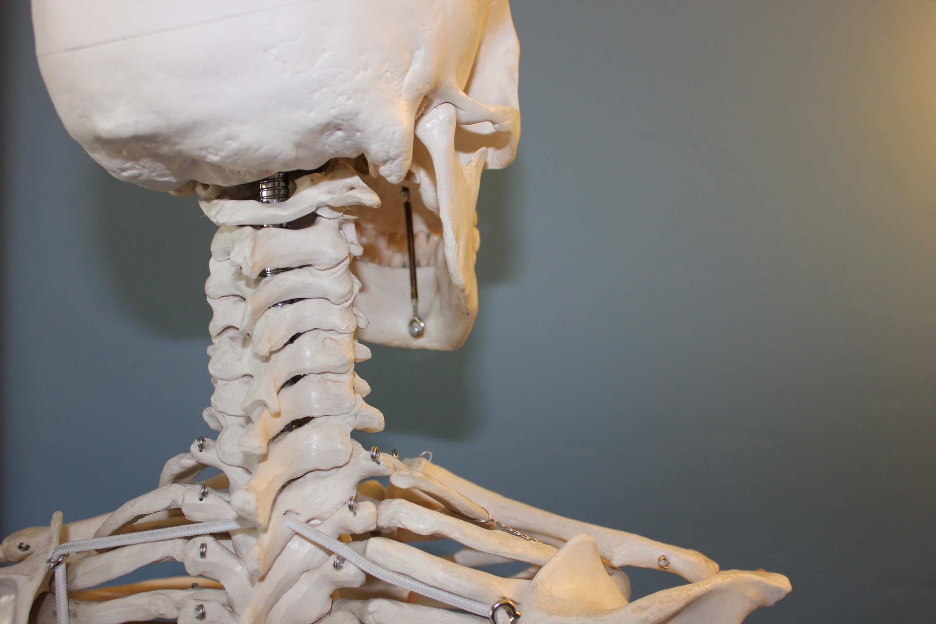 A close-up of a model skeleton's spine and base of skull.