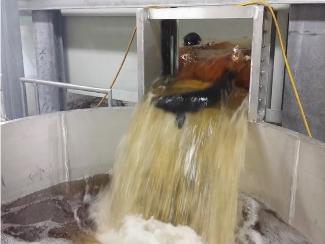 Lake sturgeon moves into a holding tank