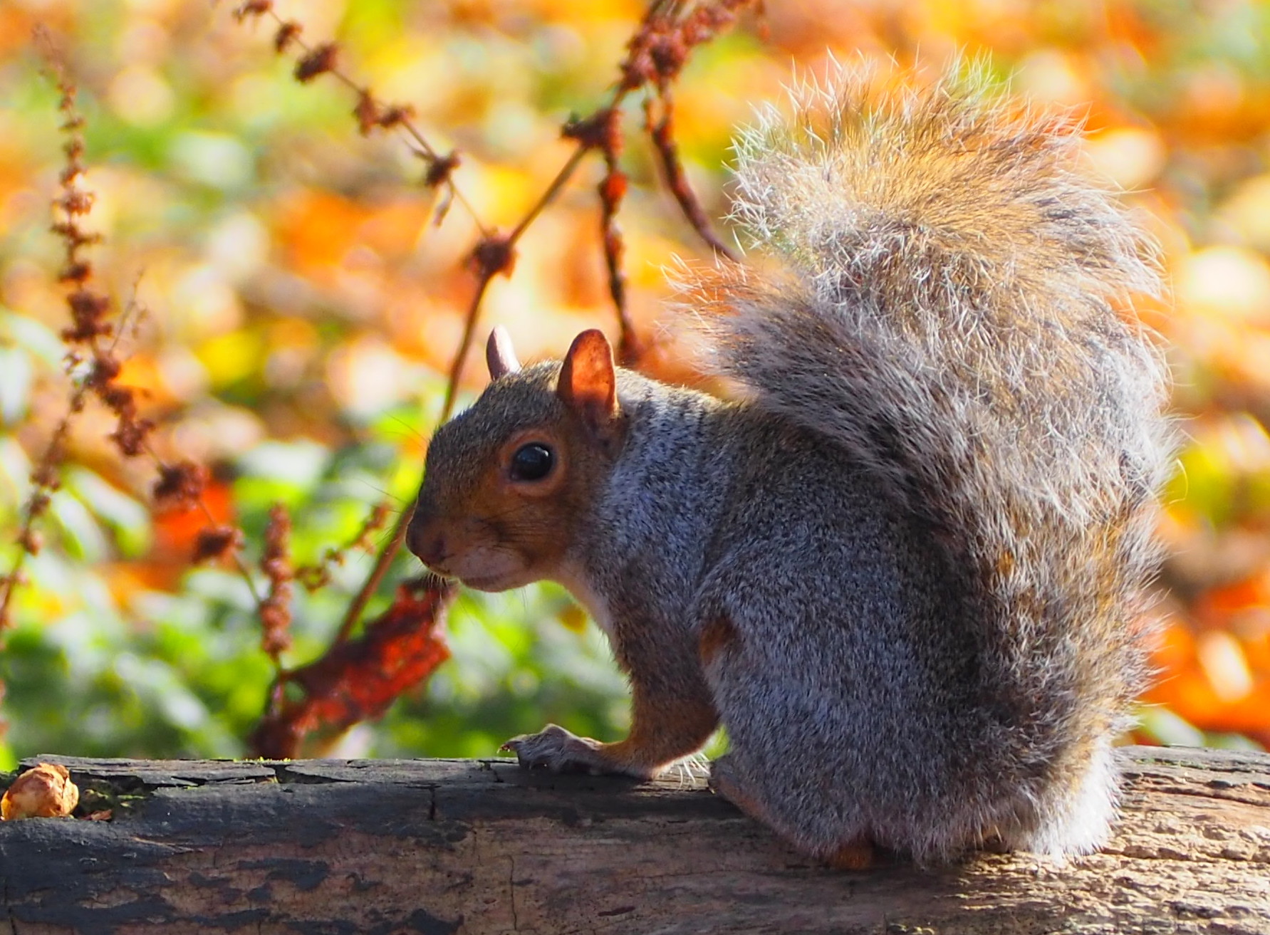 Squirrel on a branch in autumn