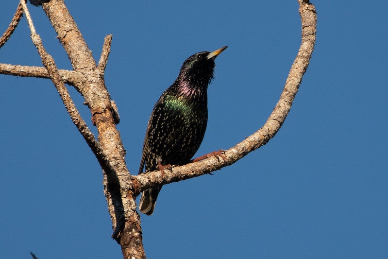 European starling