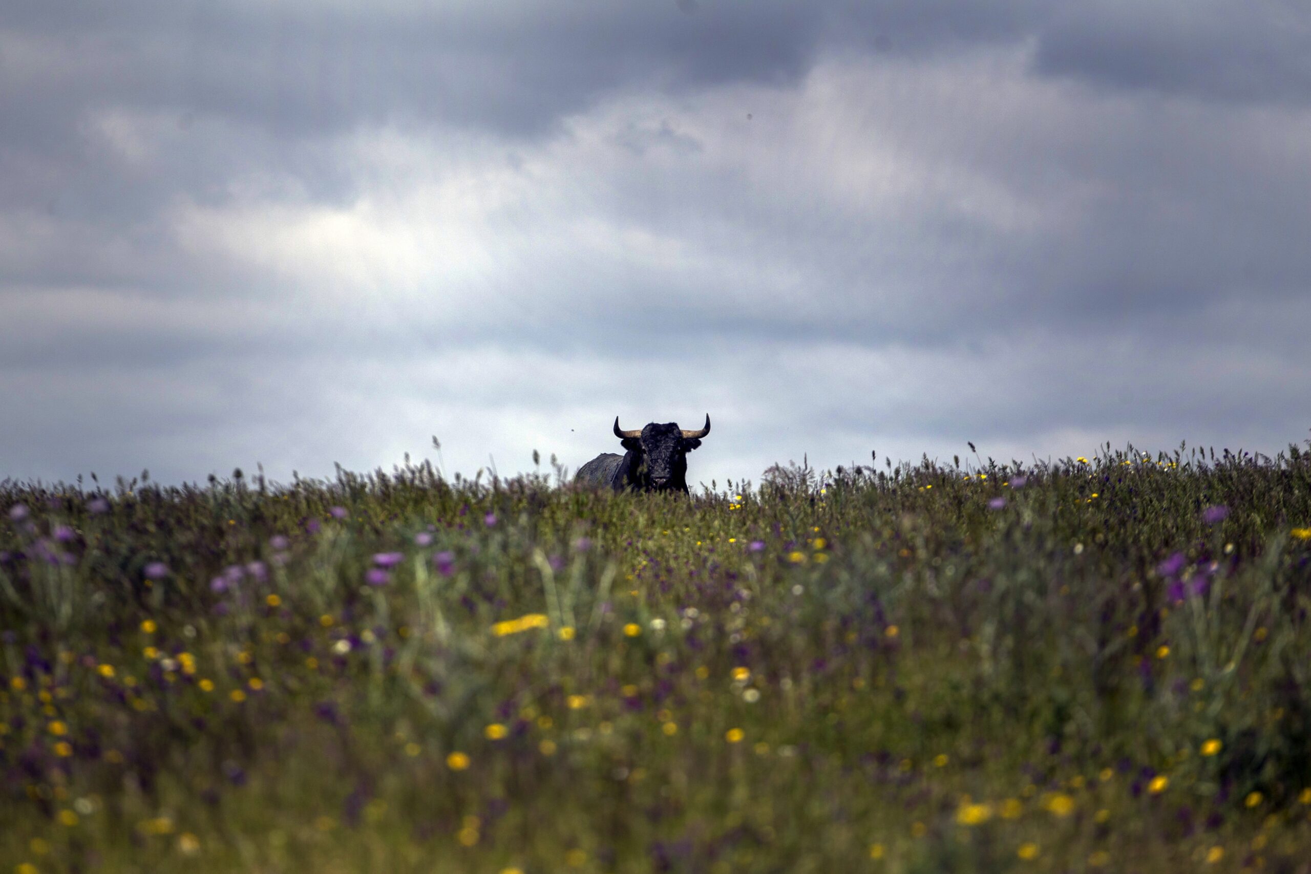 A bull in a field