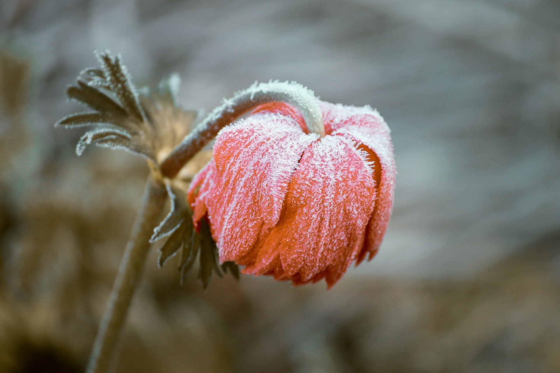 Frost covered flower.