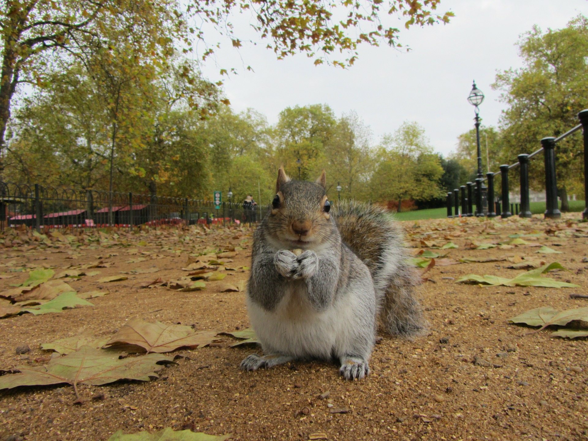Squirrel in city park.