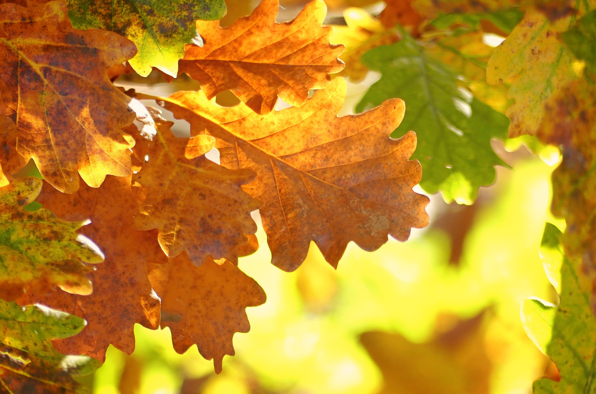 Colored oak leaves.