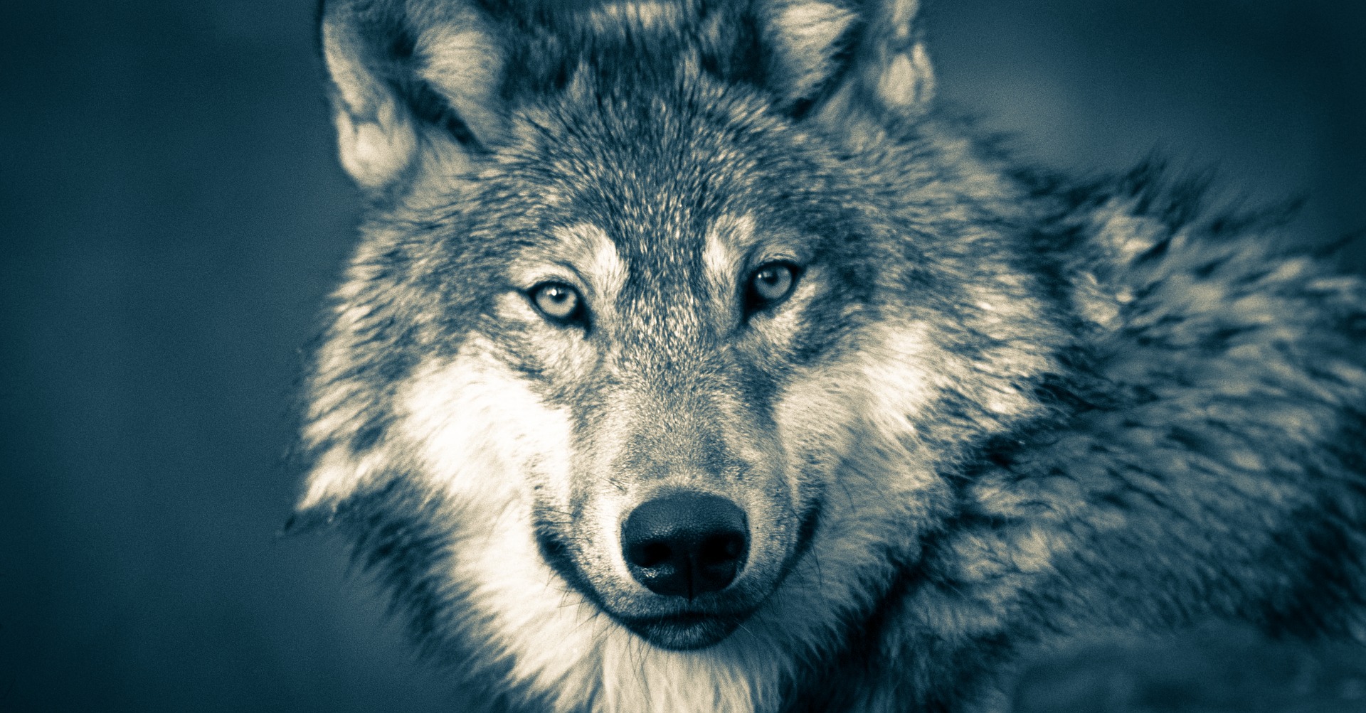 Face of wolf