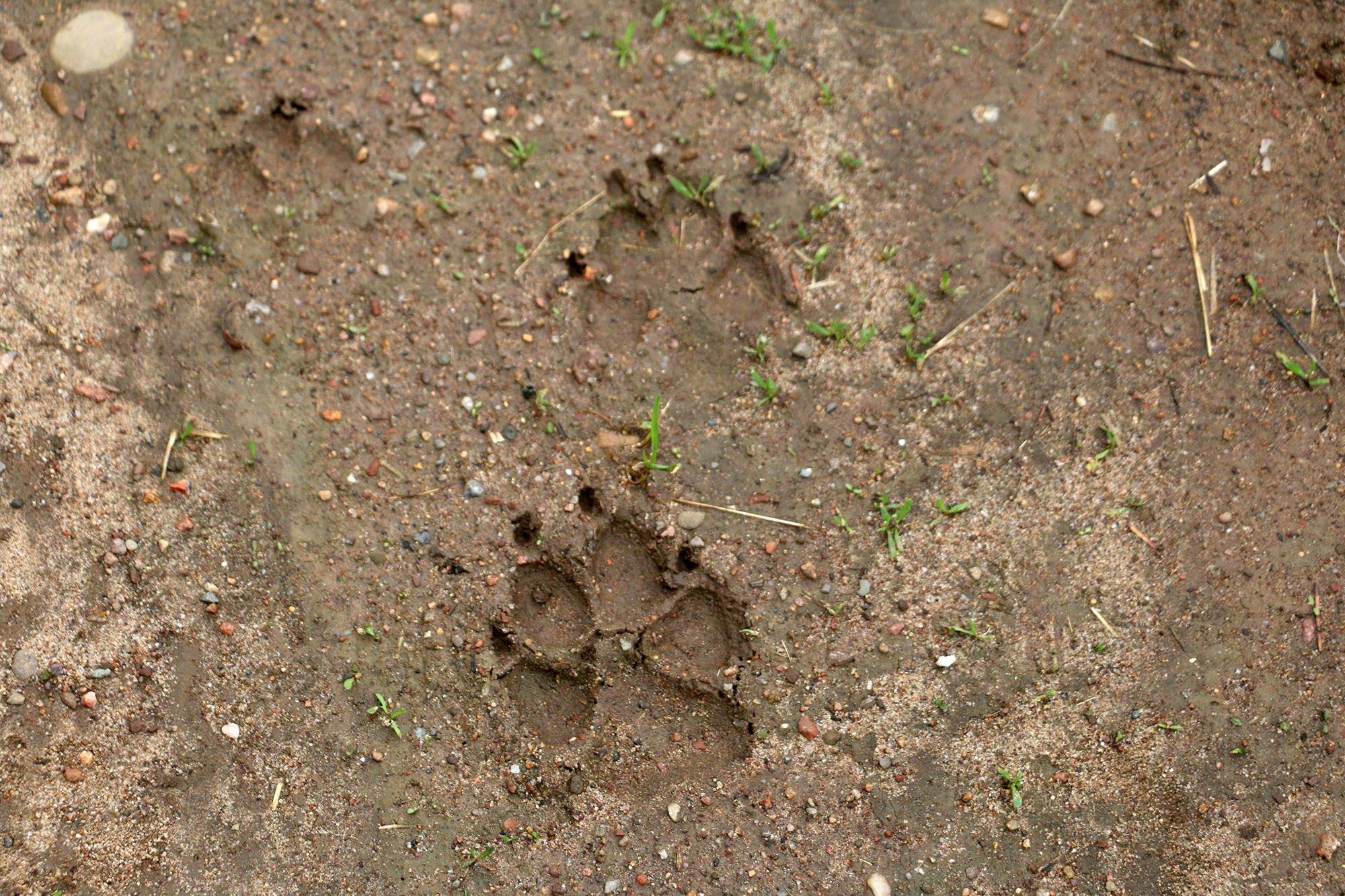 Wolf tracks are seen on Laurie Groskopf’s property