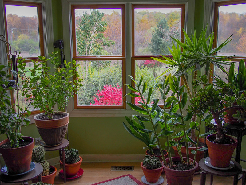 houseplants, indoor garden