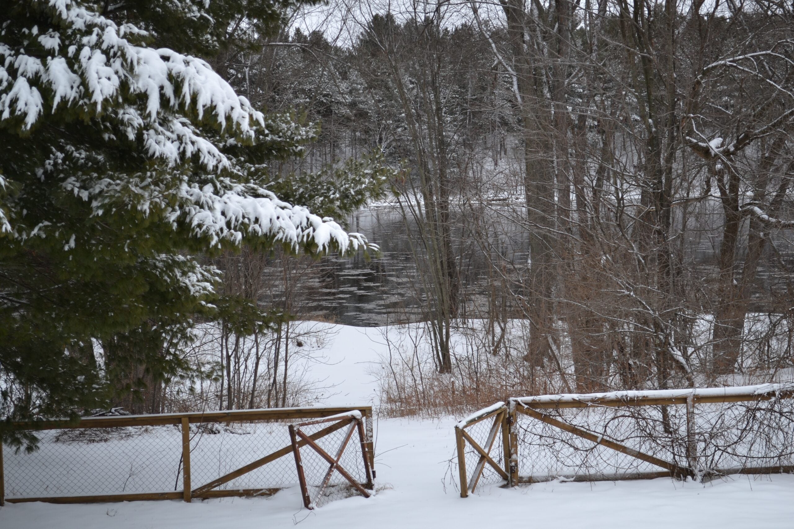 A forest blanketed with snow