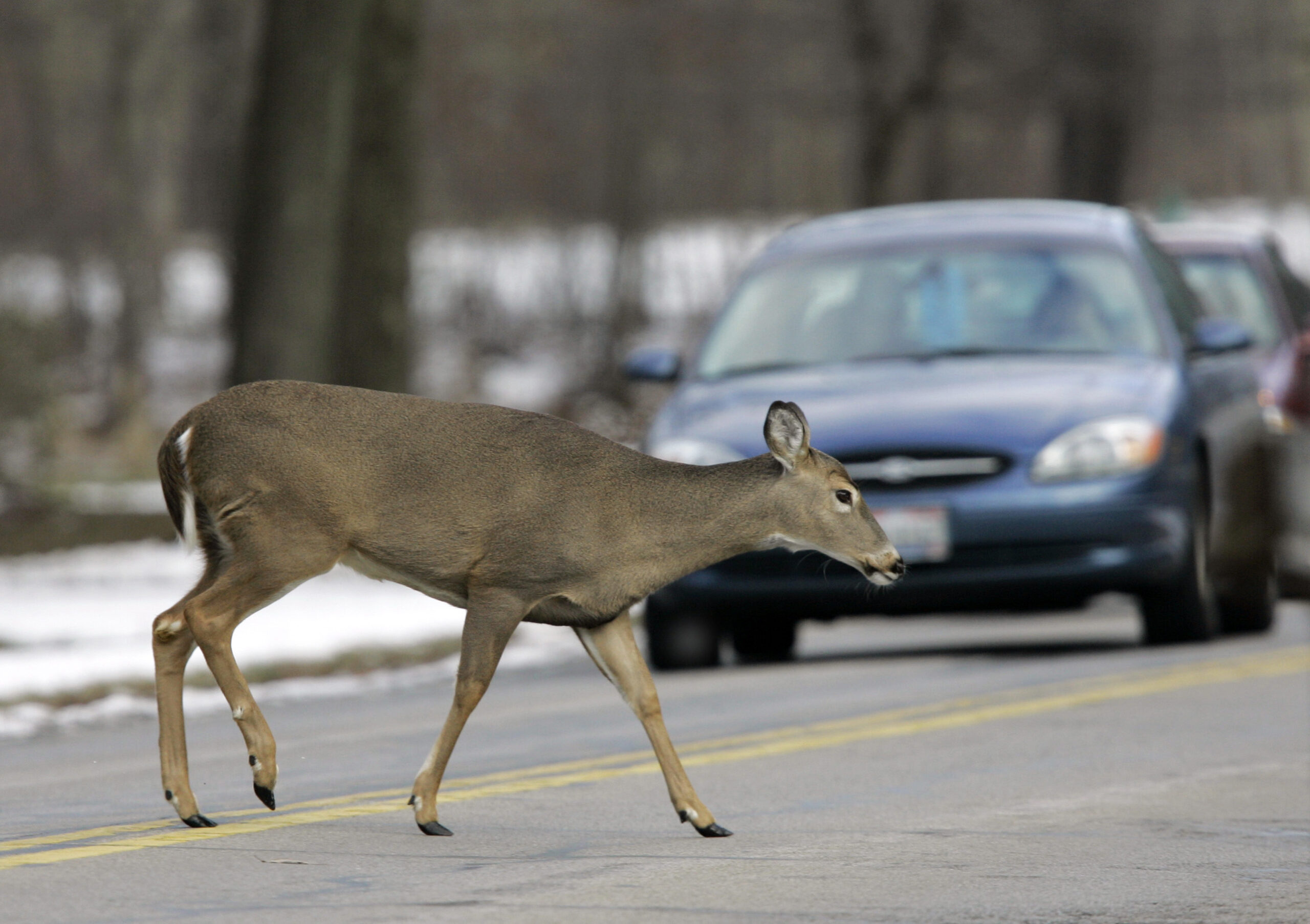 Deer, deer crashes, accidents, collisions, transportation