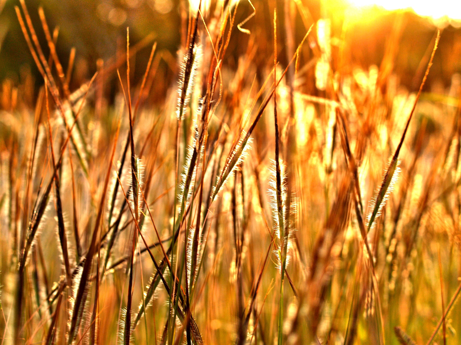 Grain in a field.