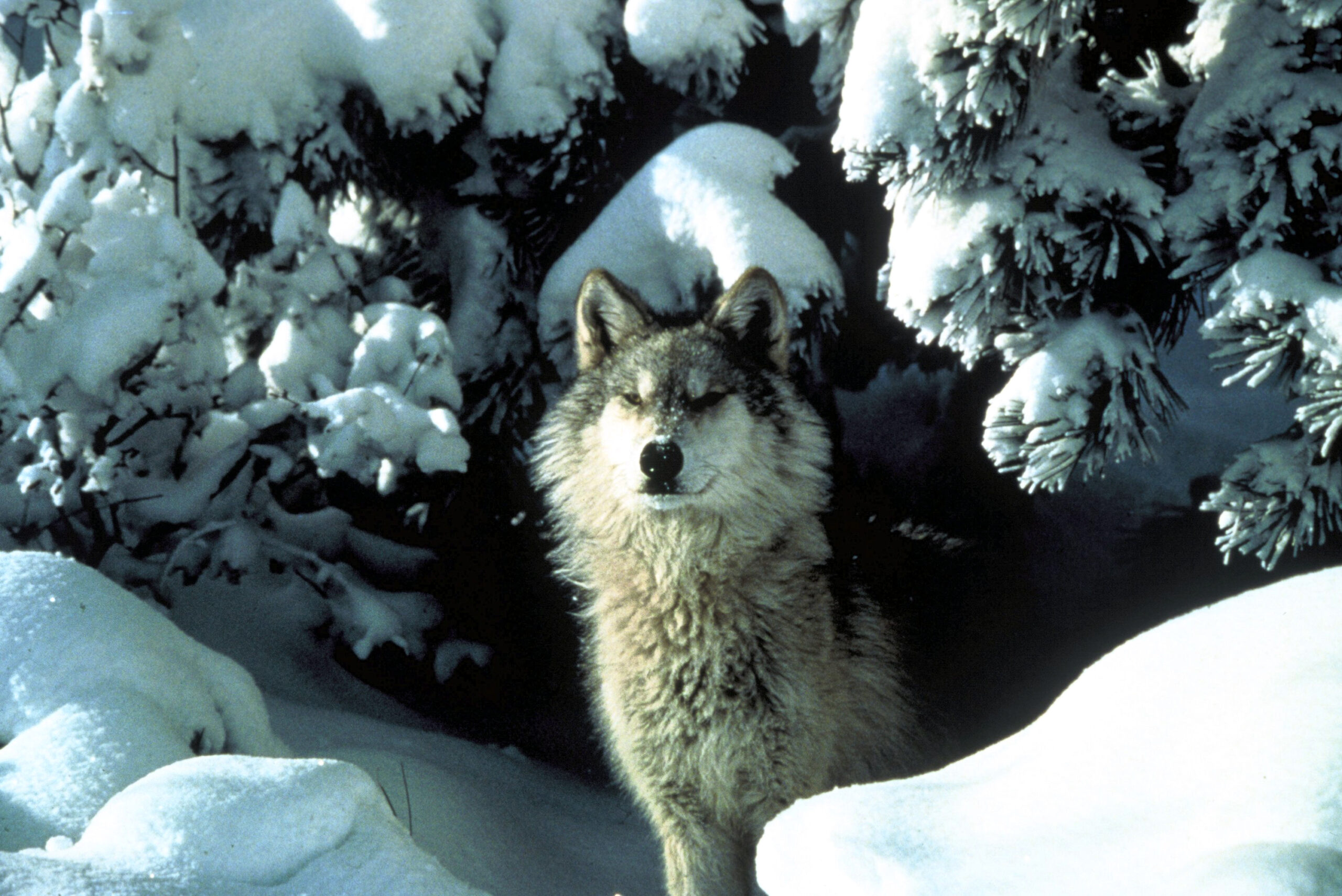 gray wolf in the snow