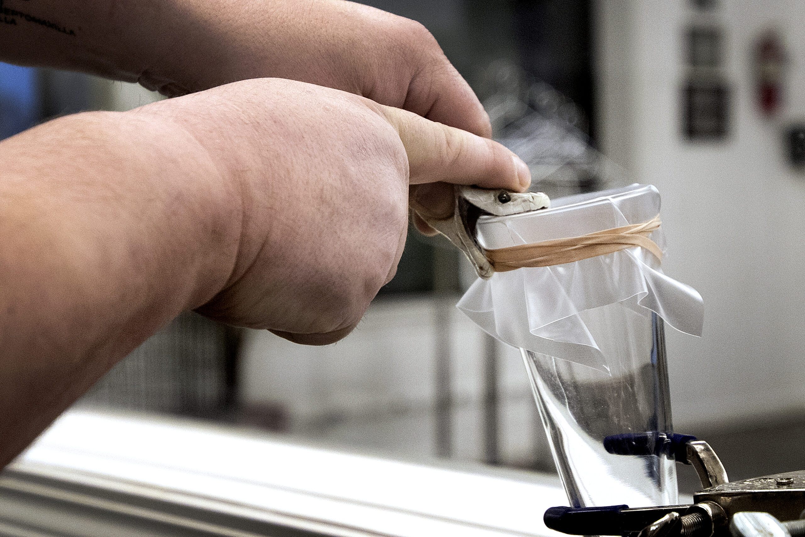 A snake head is pushed into a piece of plastic covering a glass cup. the venom slides down the sides of the cup.