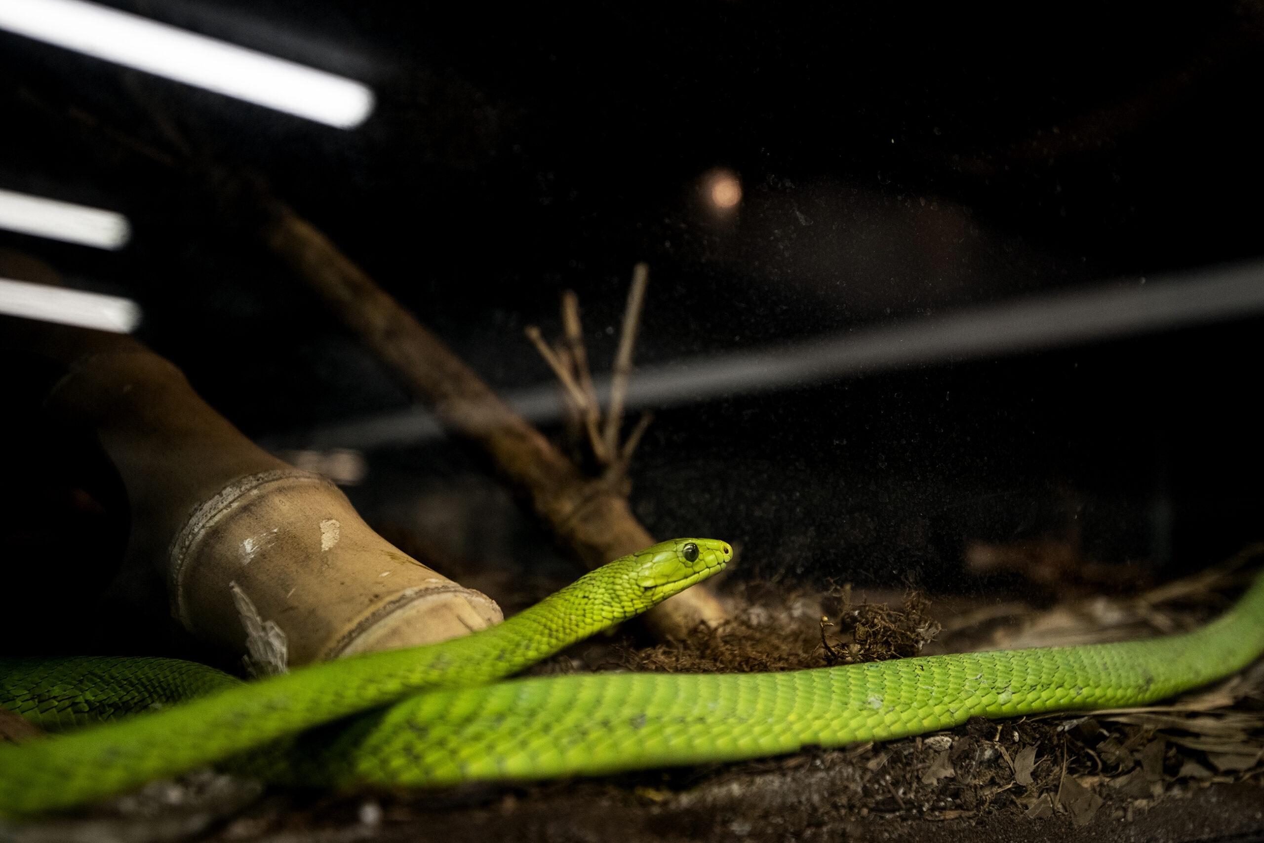 a bright green snake sits in a habitat behind class