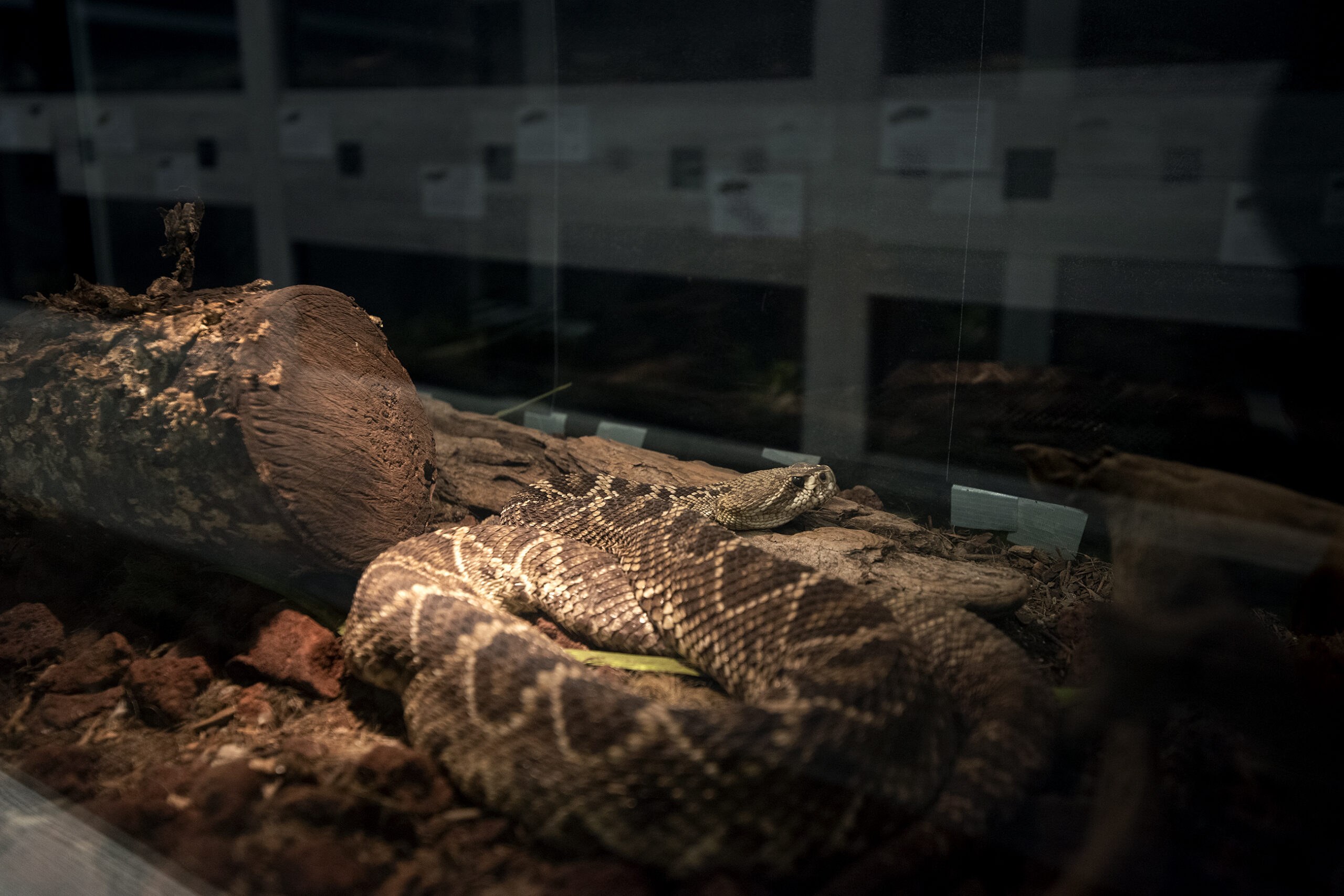 a brown and tan snake is in a dark habitat illuminated by a warm light