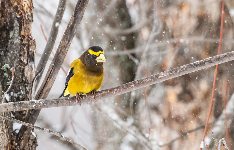 4 Birds To Watch Out For This Winter