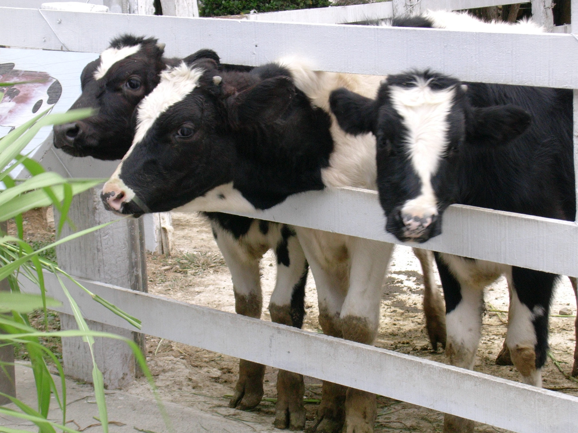 Cows poking their head out of a fence.