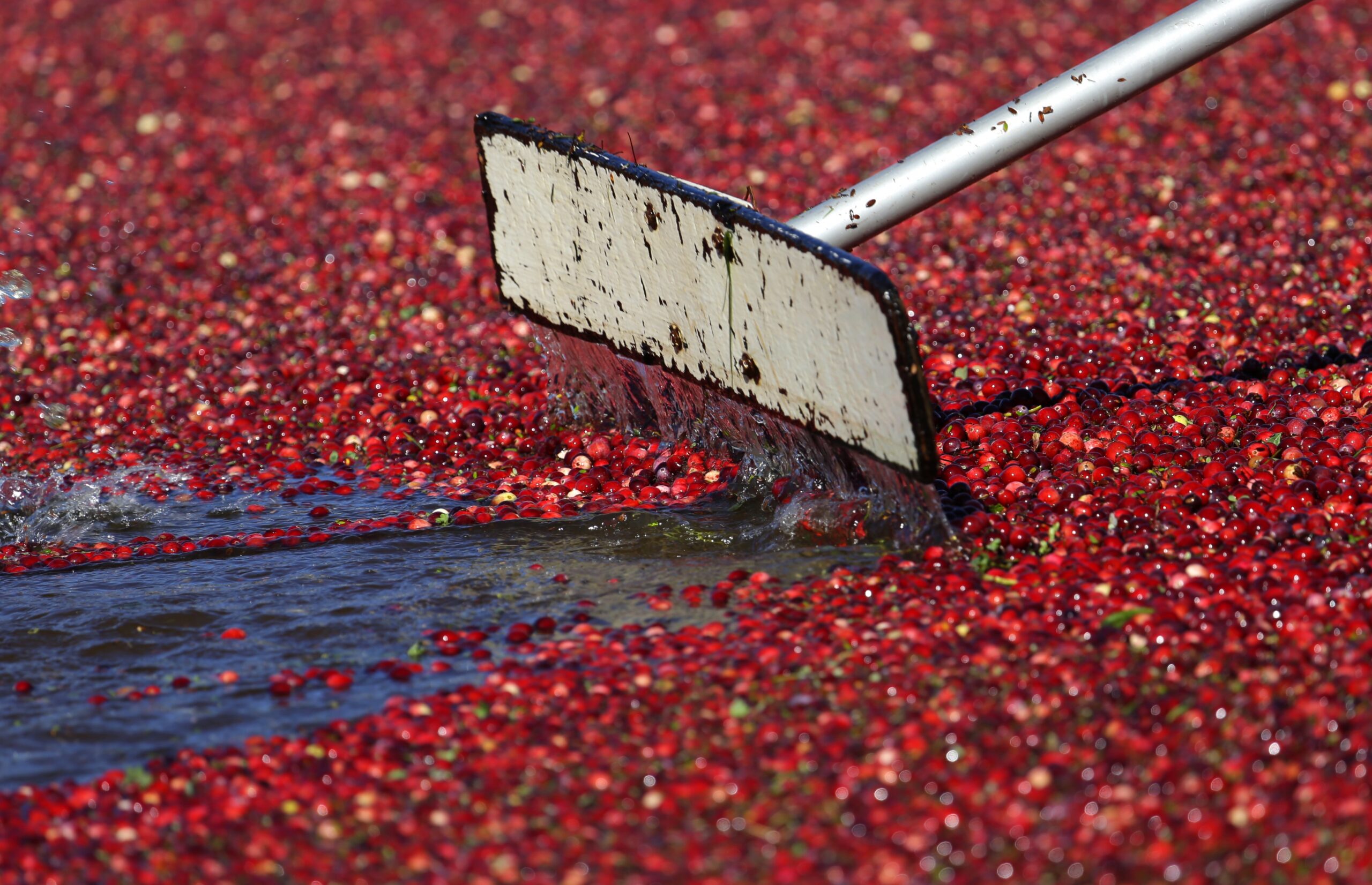Tribe and lakes association claim cranberry operation is violating the Clean Water Act