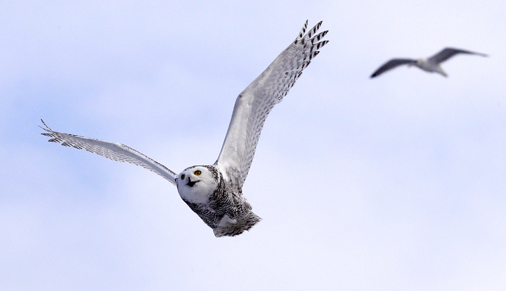 A snowy owl flies past a seagull after being released along the shore of Duxbury Beach