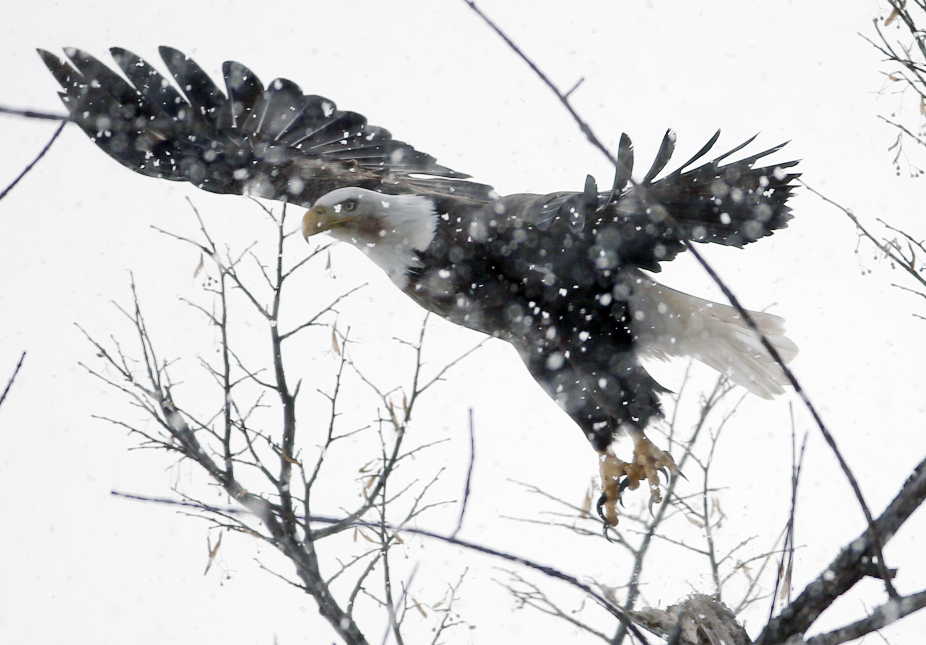 A bald eagle in the snow