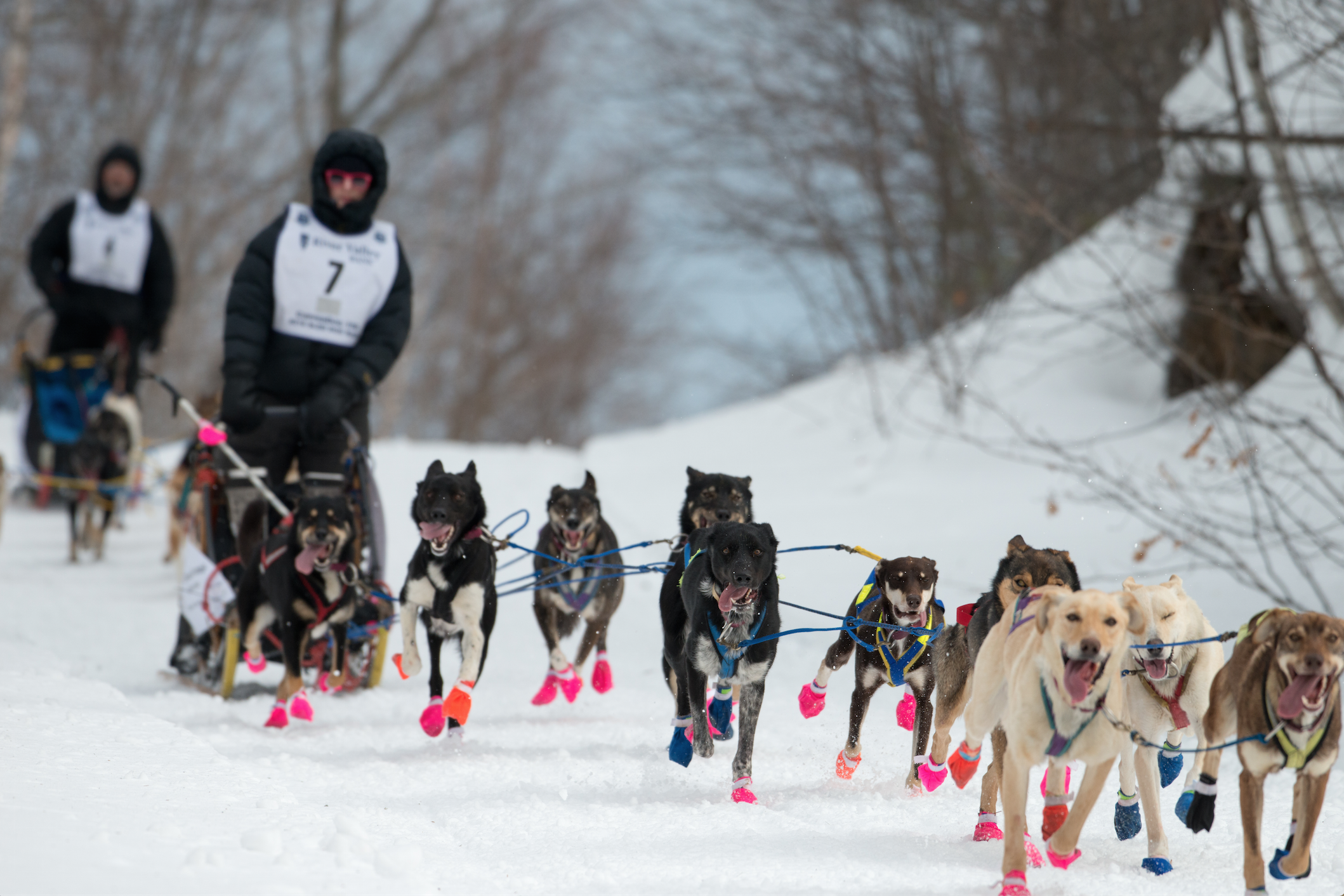 Blair Braverman's dog sled team runs in the snow during the 2019 Iditarod in