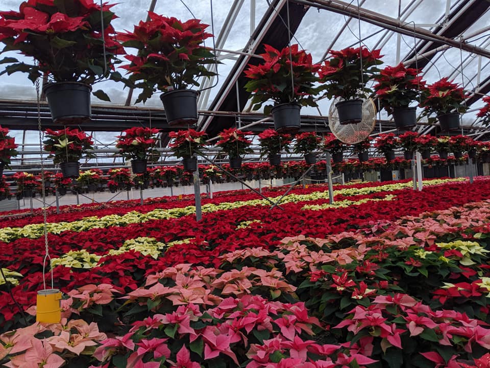 Poinsettias growing in Karthauser and Sons greenhouse in Germantown, WI