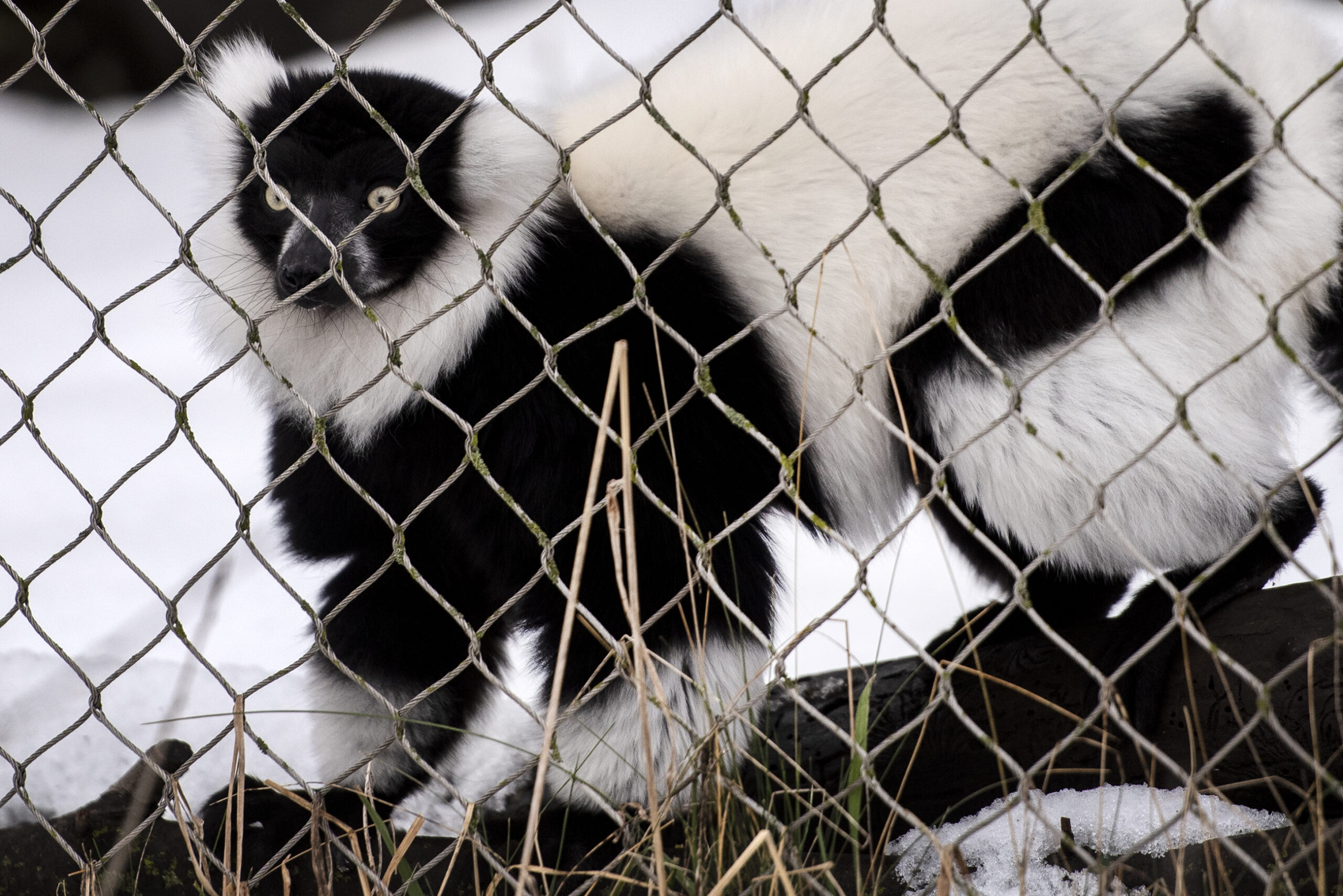 A black and white lemur looks through a wire fence with wide eyes