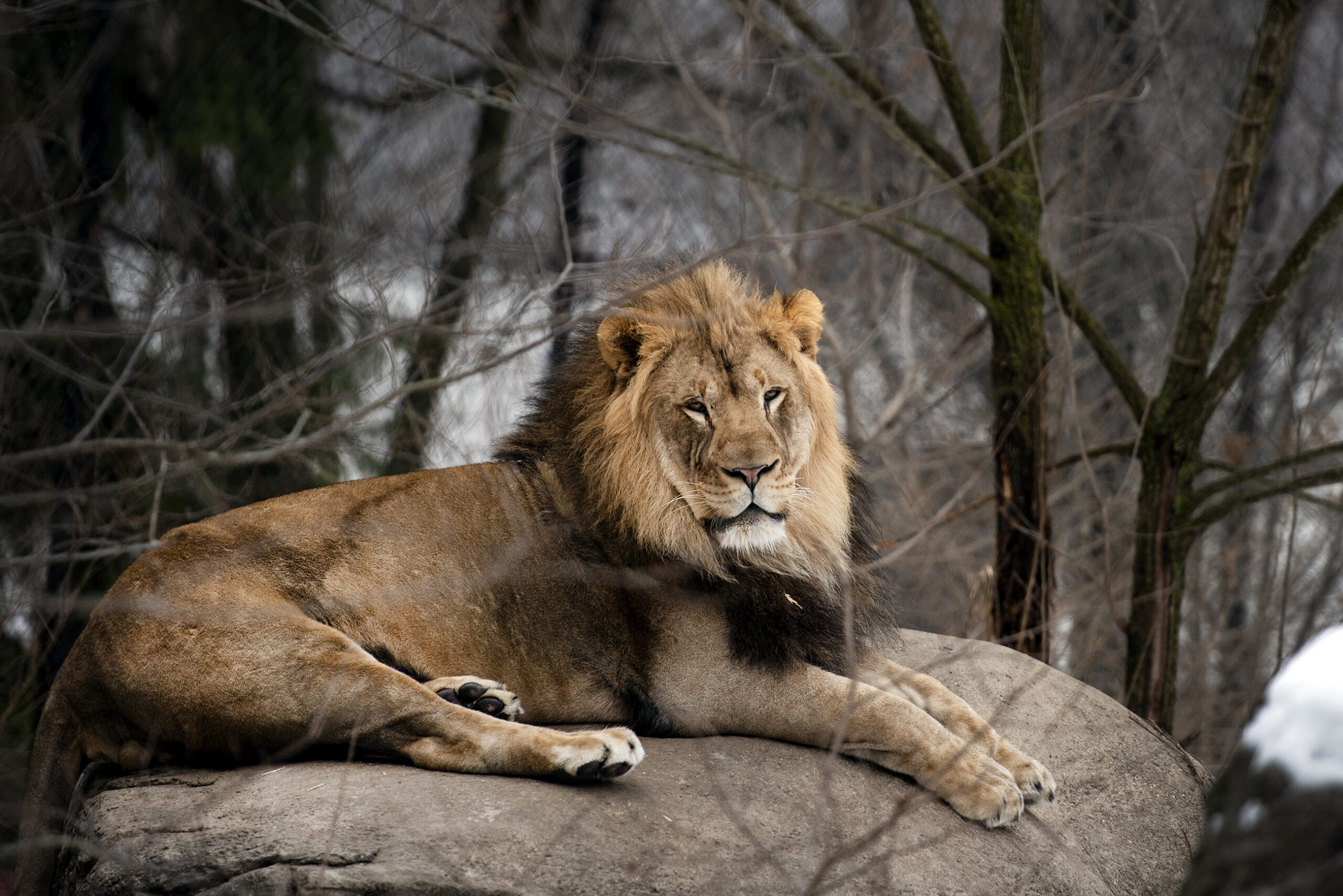 A lion with a mane rests on a rock in an outdoor habitat
