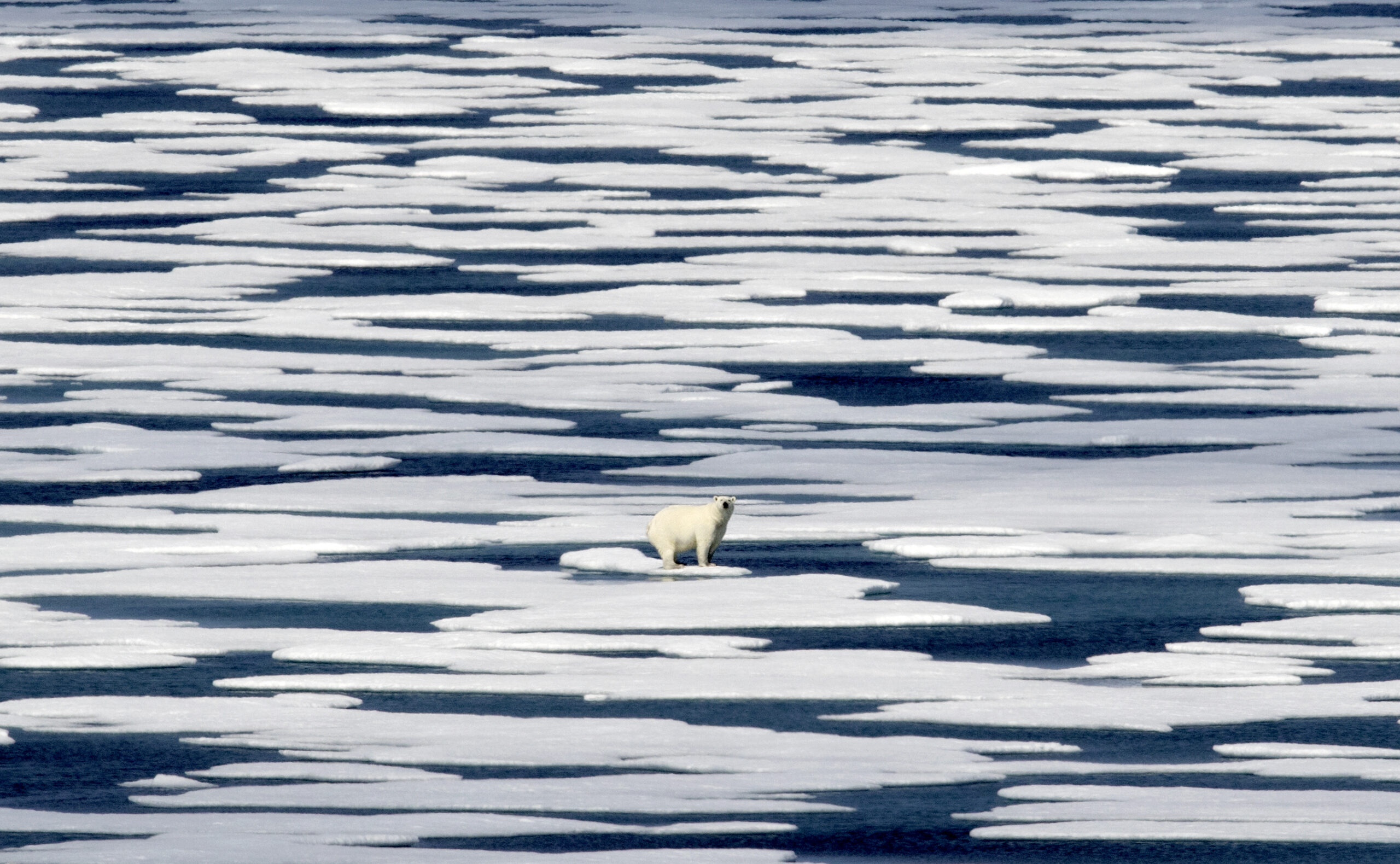 A polar bear standing on ice in the Canadian Arctic Archipelago