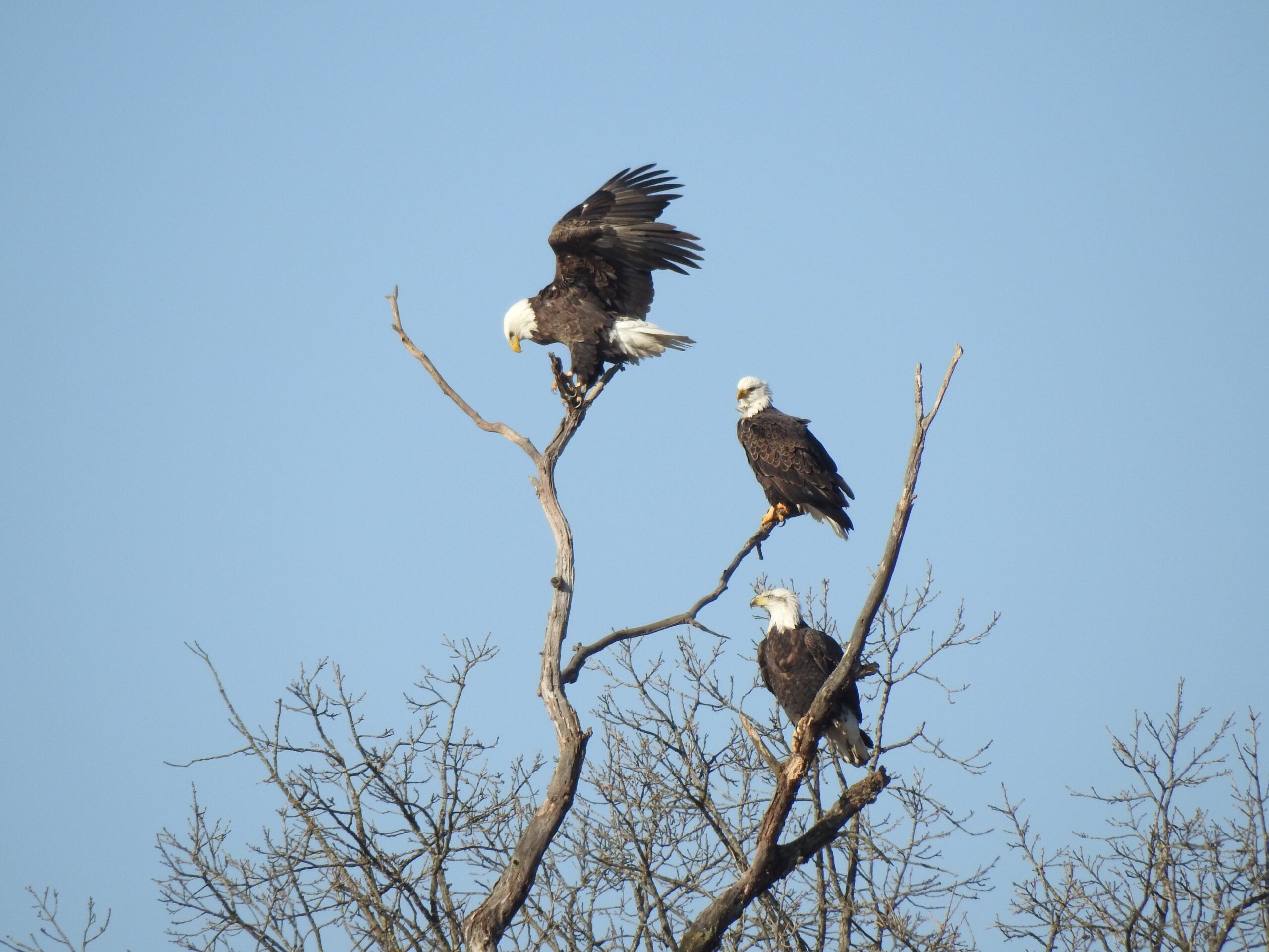 Bald eagles sitting in tree near Sauk Prairie.