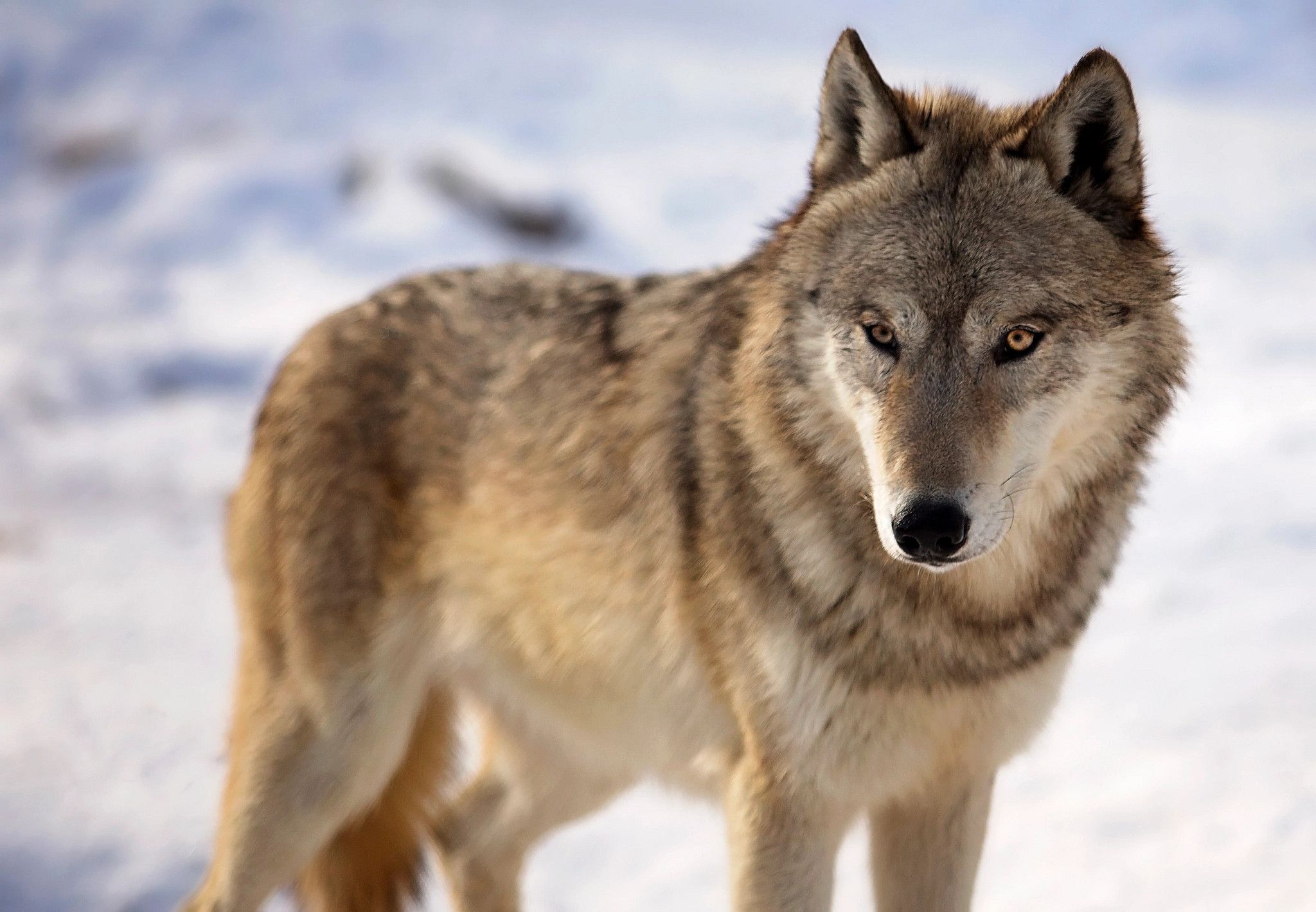 NRB To Consider Request To Resume Wolf Hunt