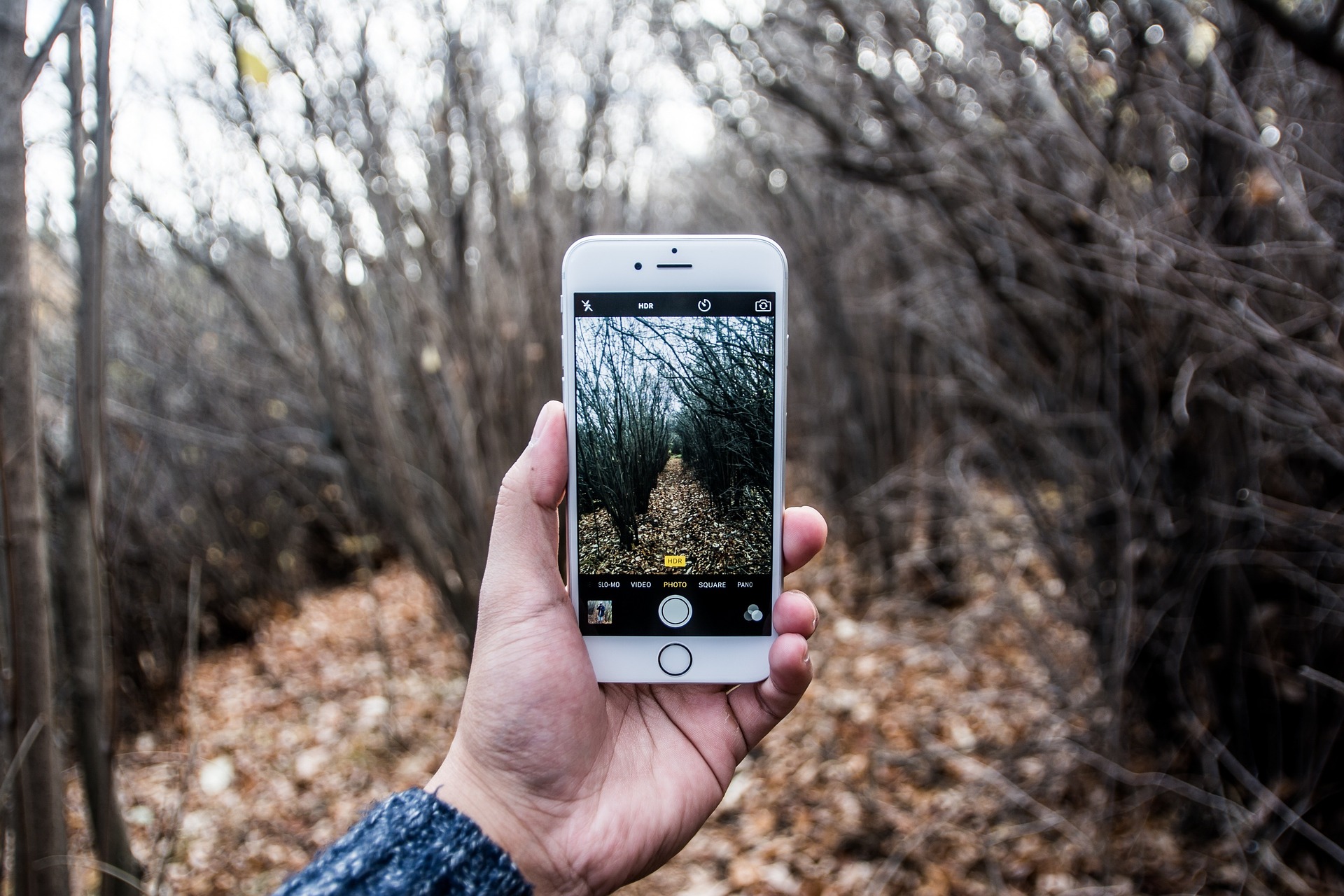 A hand holds up a smartphone with the camera app open while in the woods, capturing the woods.