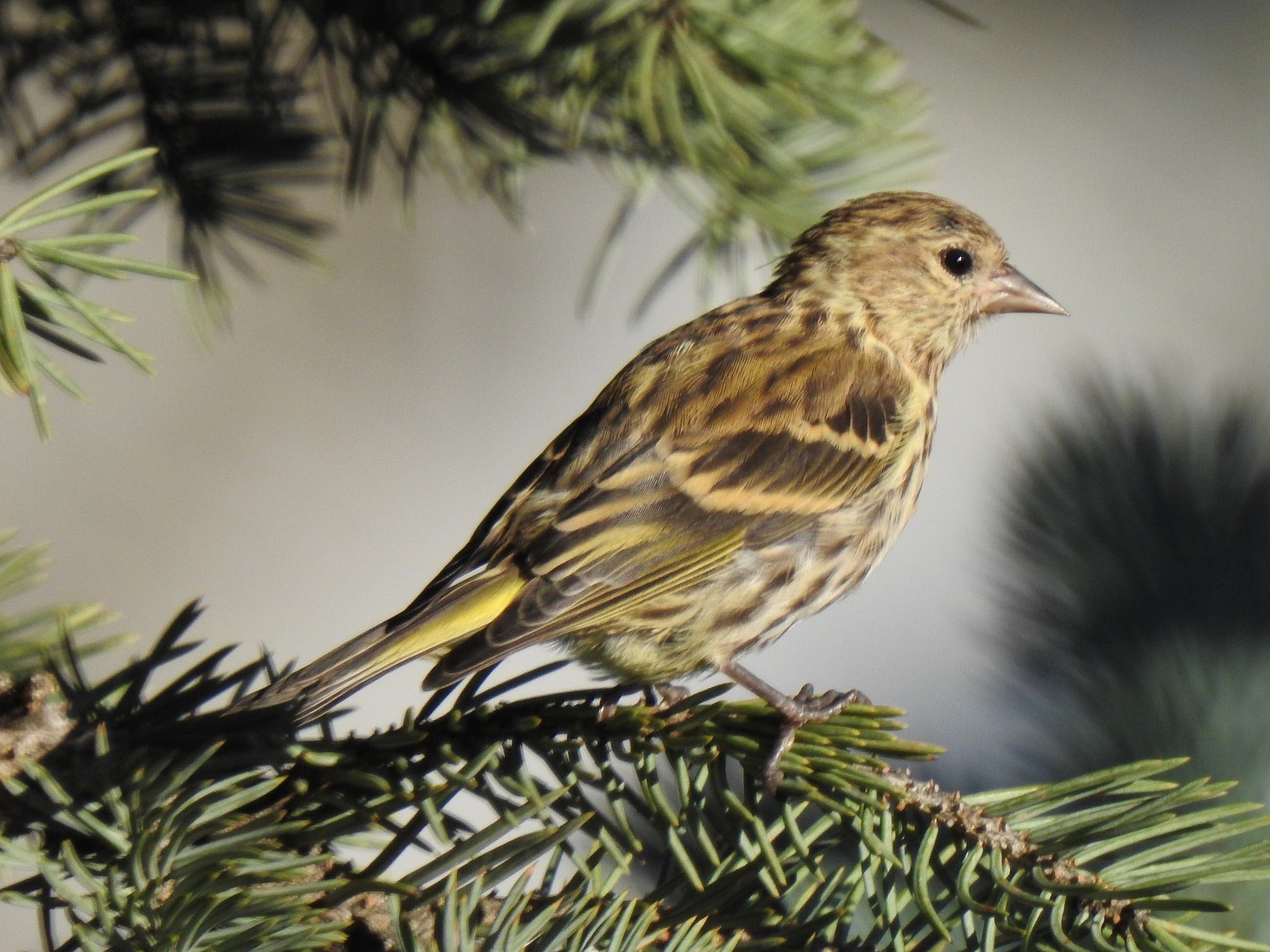 Pine siskin