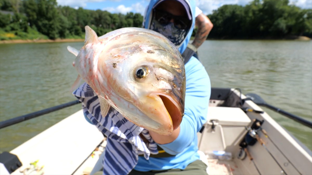 Asian Carp Threaten Great Lakes