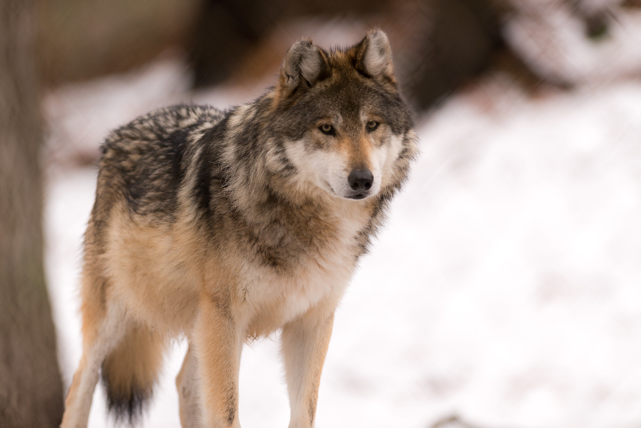 Wisconsin Senate advances GOP bill requiring statewide wolf population goal