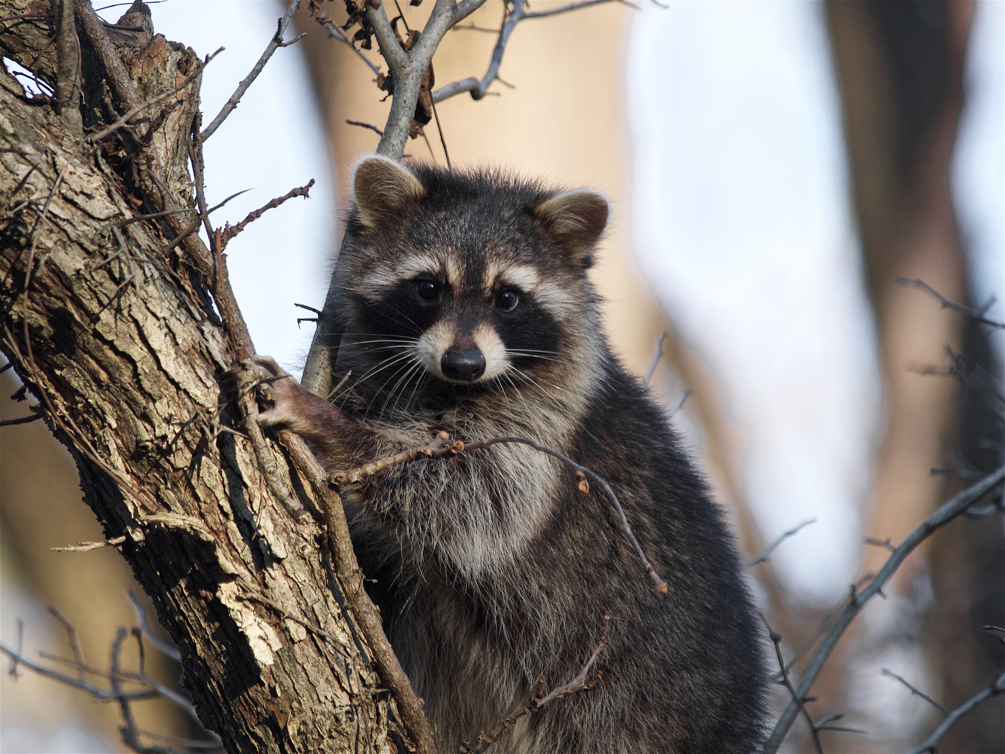 Young raccoon in tree.