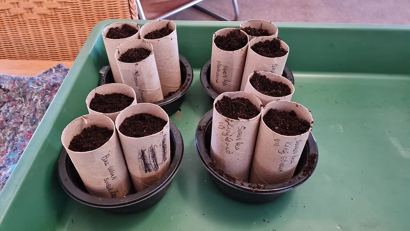 Seeds grow inside cardboard toilet paper tubes