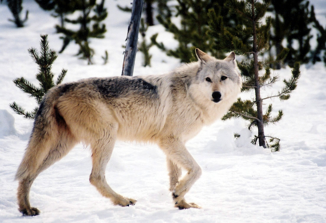 Gray wolf walking in the snow