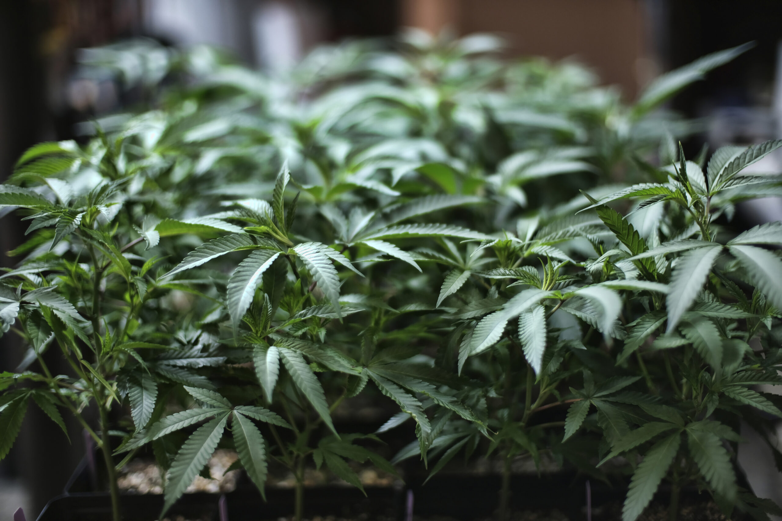 In this file photo, marijuana grows at an indoor cannabis farm