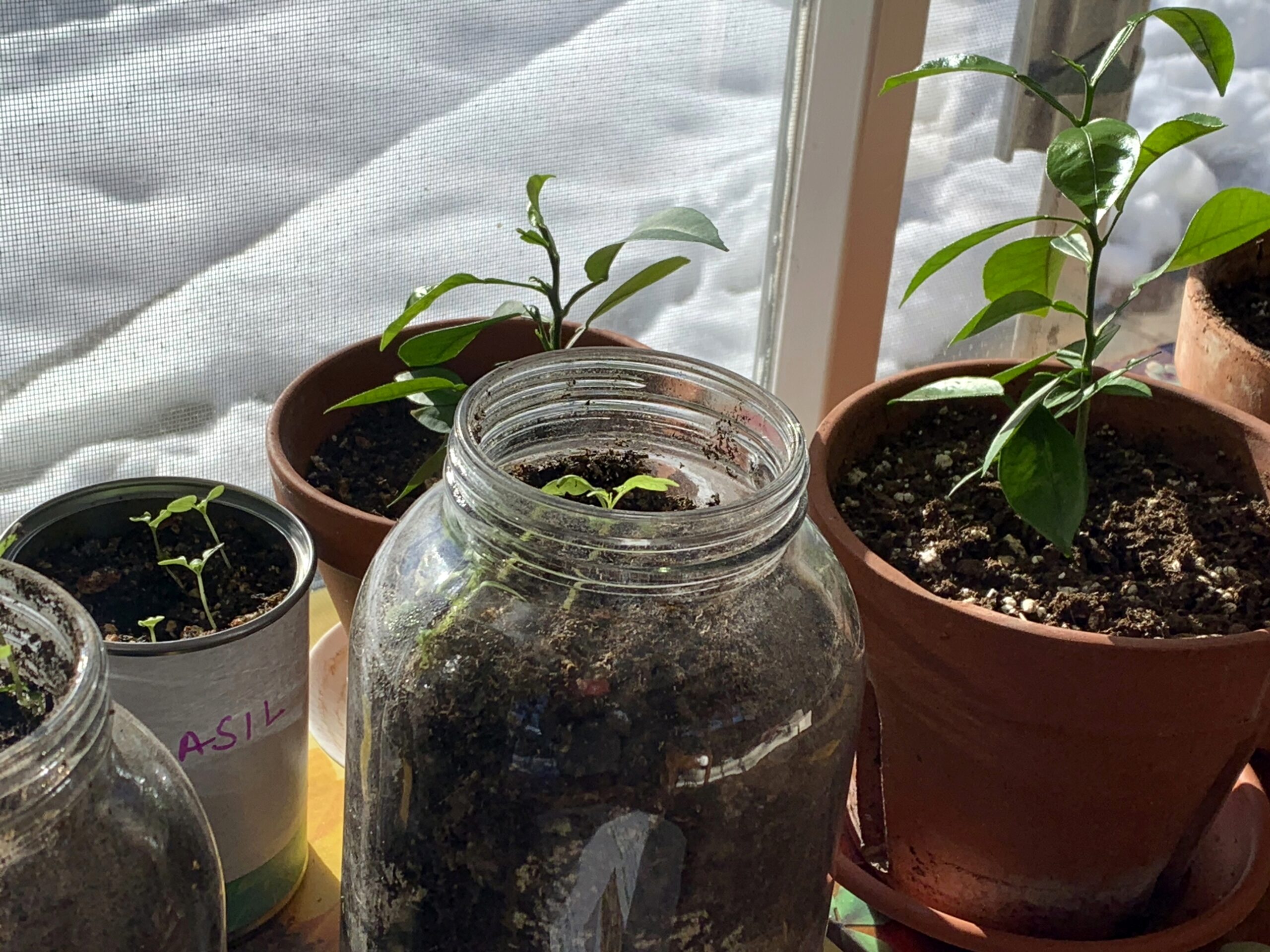 Vegetable seedlings and citrus plants appear in pots, jars and cans on a ledge inside a home