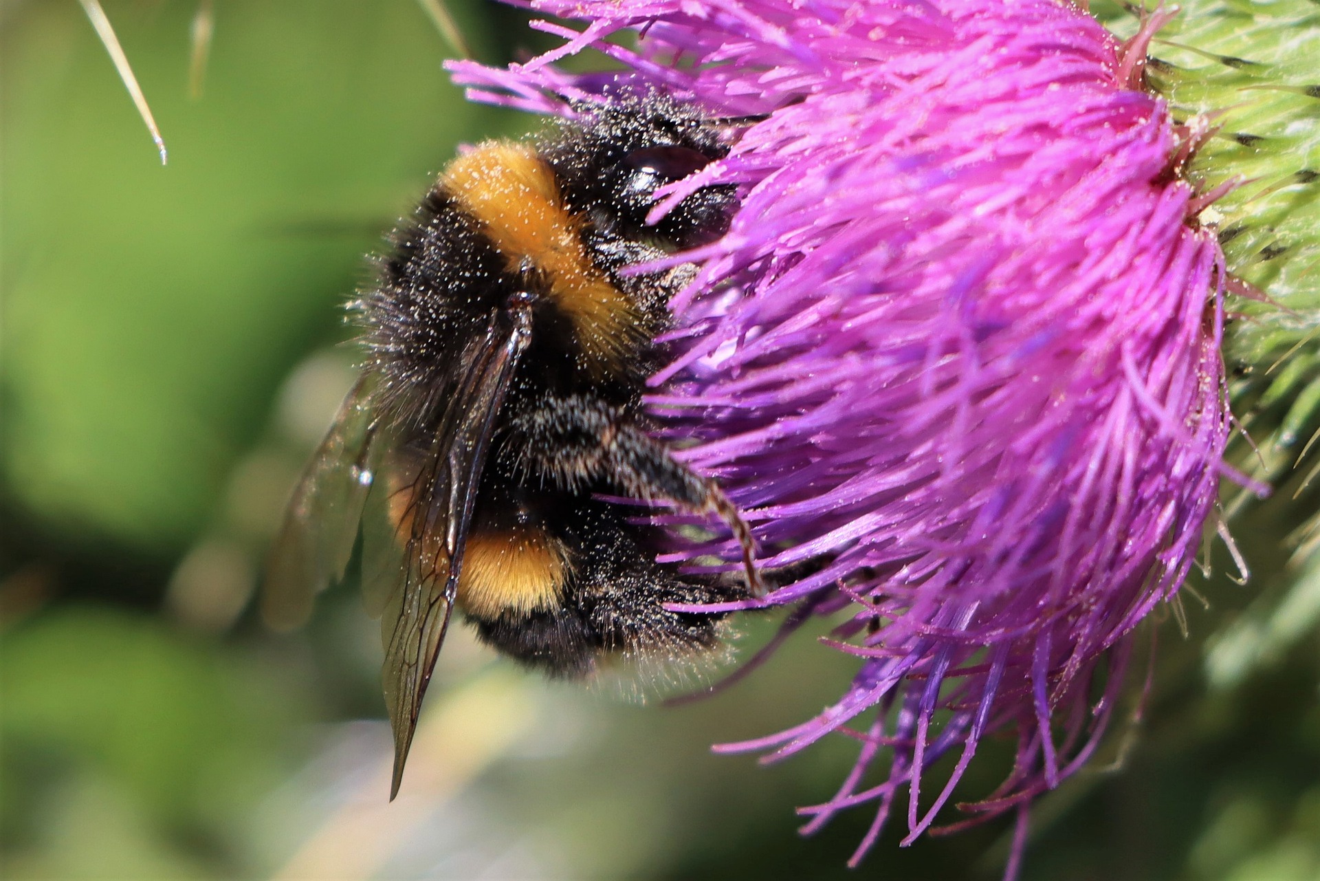 Bumblebee pollinating a thistle.