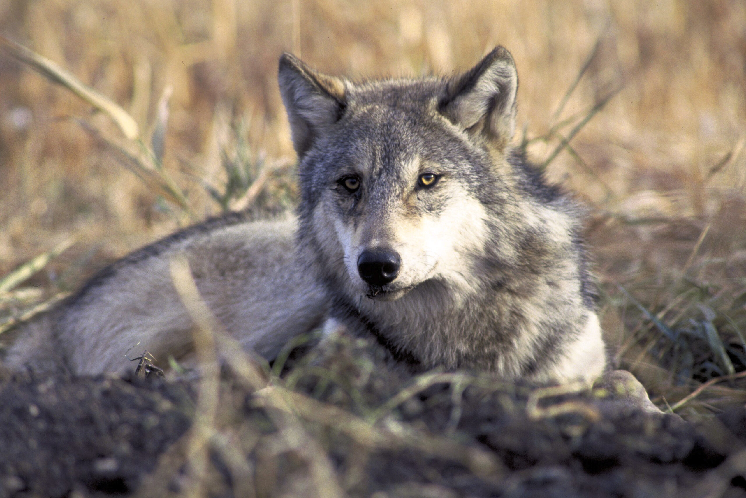 gray wolf in a field