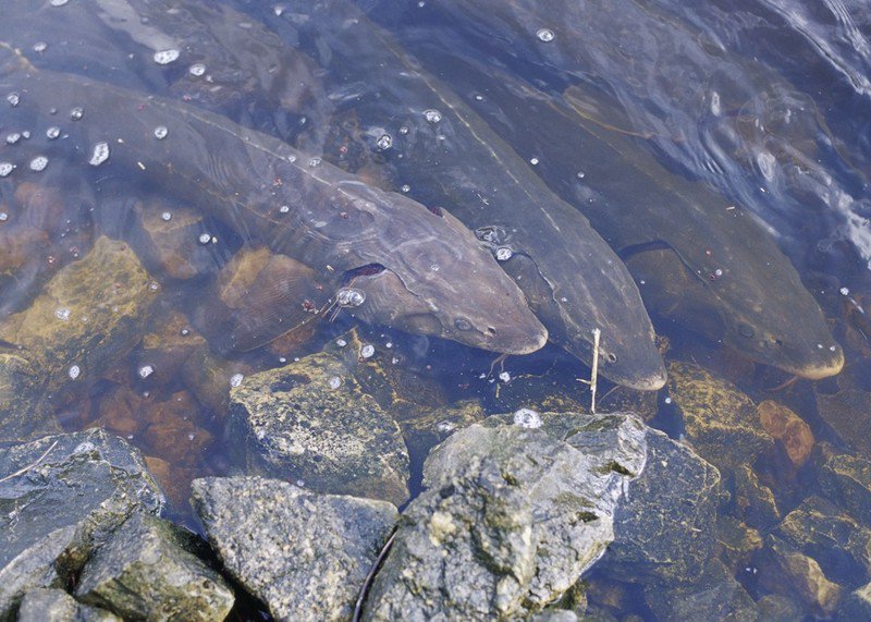 US Fish and Wildlife Service rules out federal protections for lake sturgeon