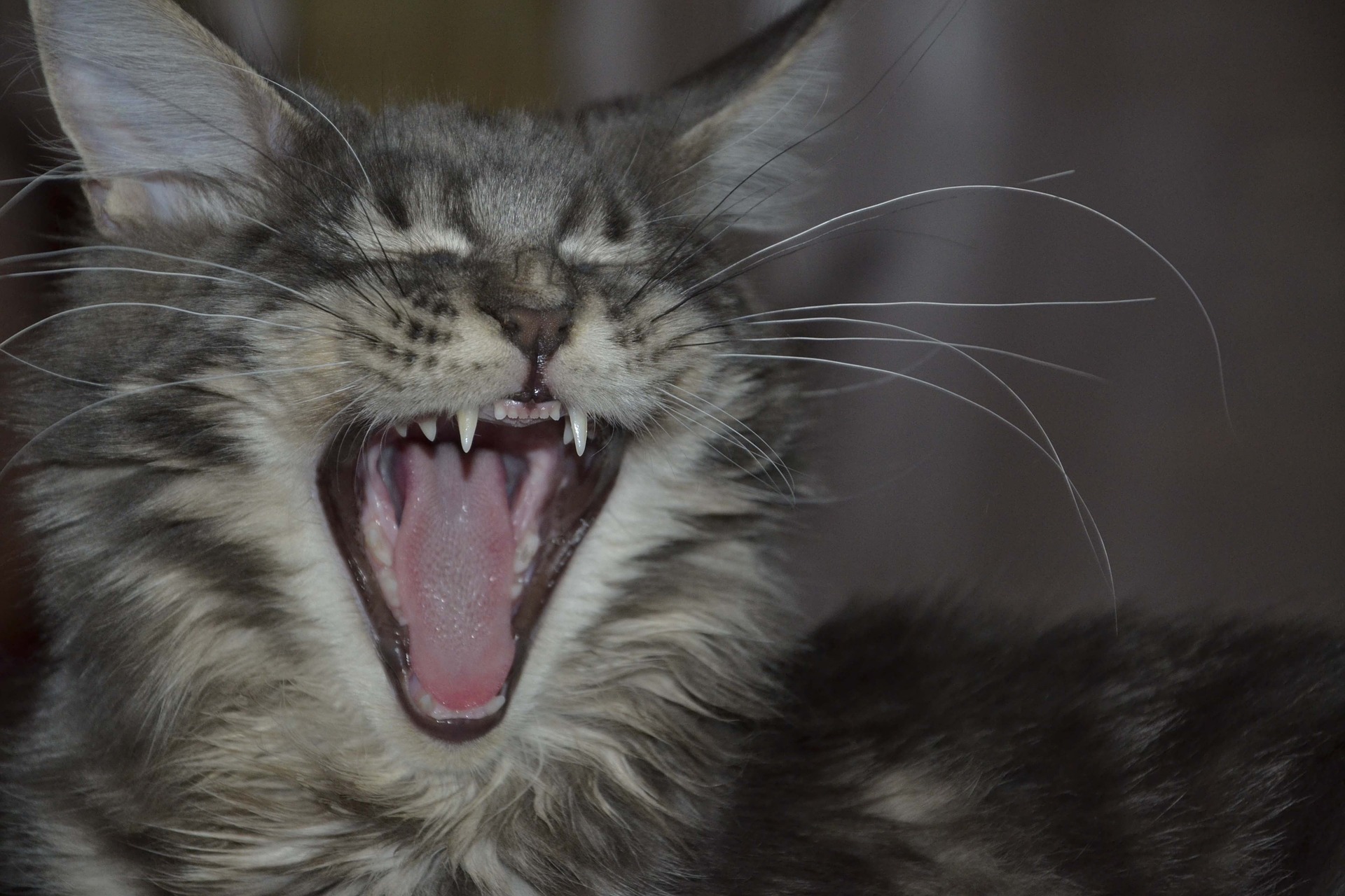 Maine coon cat yawning.
