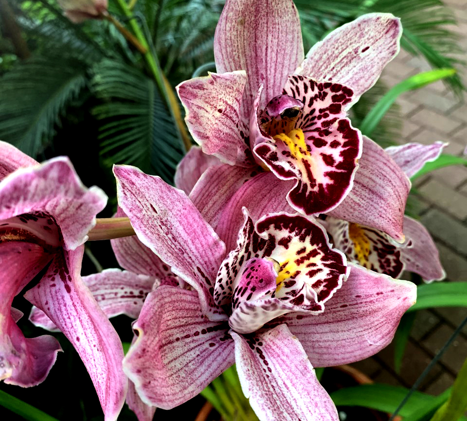 Cymbidium orchids at the Bolz Conservatory at Olbrich Gardens.