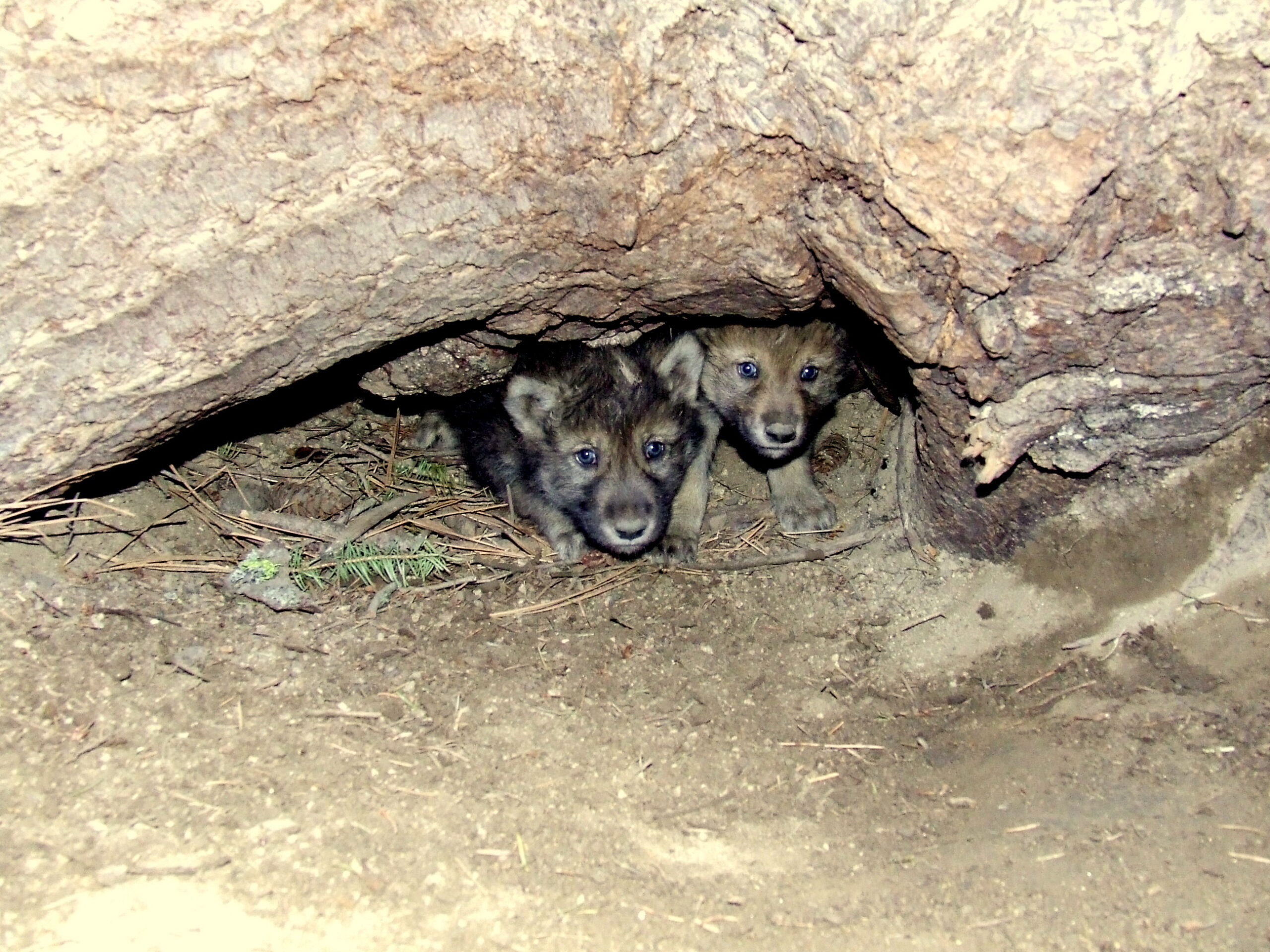 Gray wolf pups emerging from a den