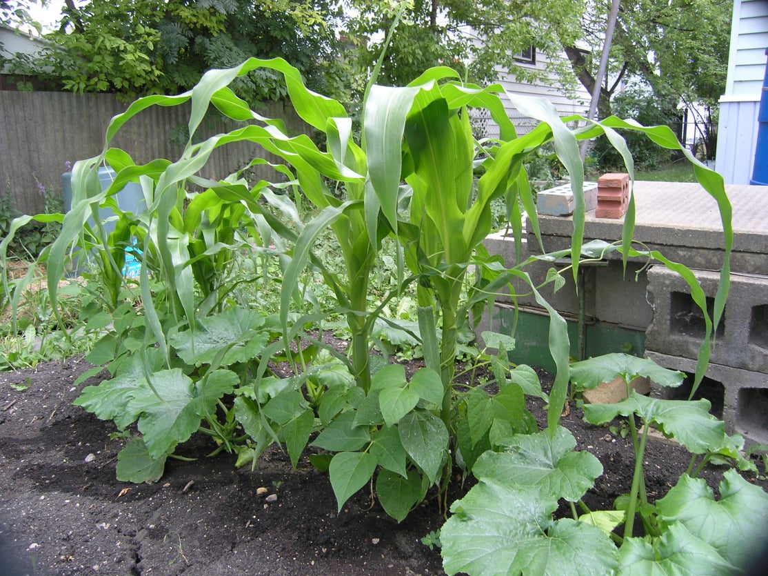 Three sisters companion garden.