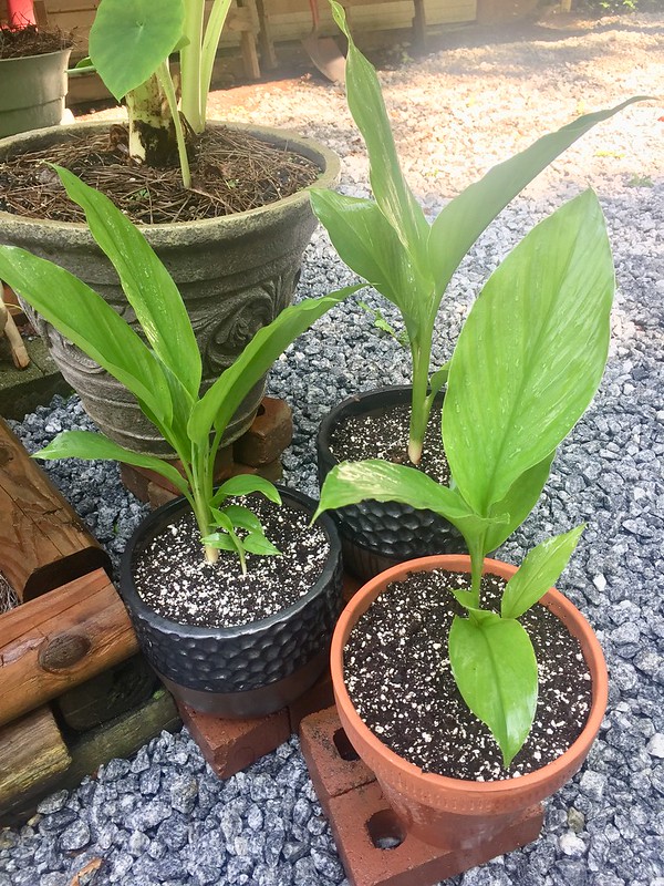 Turmeric plant