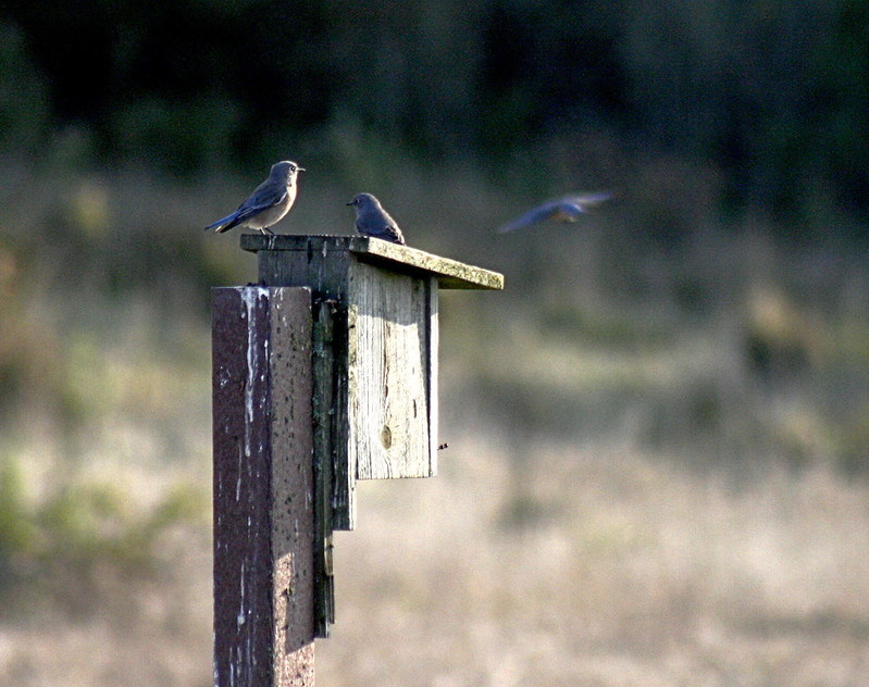 bluebirds on bluebird box